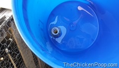 Inside the Chicken Watering Bucket 