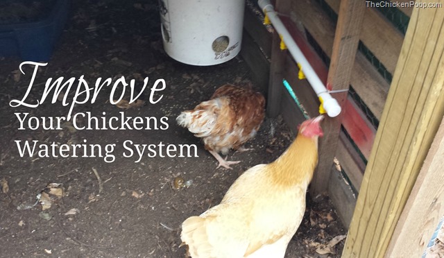 Chicken Watering System