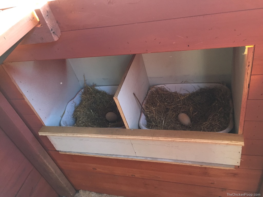 nesting boxes seen from inside the coop