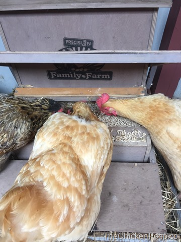 chickens having some dinner
