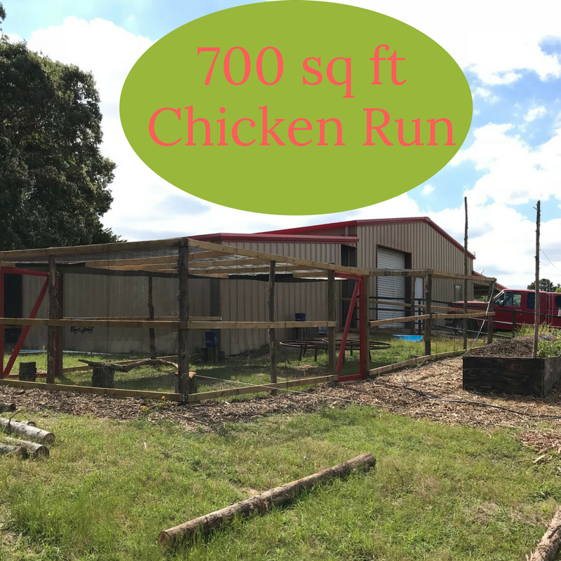 The 700 sq ft Chicken Run with boredom busters